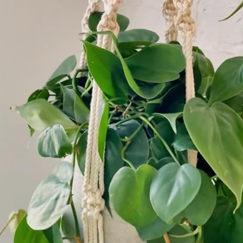PILLOWPIA Macrame Plant Hanger 55" – Indoor Outdoor Hanging Planter Rack for Ceiling, Wall, or Window – Boho Rope Plant Holder for 10" Pots – Decorative Garden & Patio Plant Accessory – Periwinkle - Image 5