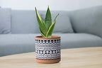 D'vine Dev 2-Pack Terracotta Pots, 4/6 in, Terra/Black, 31-958-F-2 - Image 6