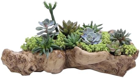 DOITOOL Tree Root Succulent Plant Pot Resin Planter Pot 13.38 X 4.72 X 3.54 in Garden Flower for Succulents Desk Balcony Patio Home Decor by DOITOOL