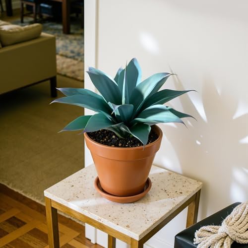 Ttranewsoo 2-Pack 13.8-Inch Artificial Agave Plants for Outdoor Planters, UV Resistant Fake Agave Plants, Faux Succulent Greenery for Porch, Patio, Garden, Entryway and Indoor Decor, Blue - Image 6