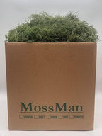 Preserved Spanish Moss Spring Green (9, Pounds) by Unknown