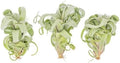 Air Plant Shop 3 Pack Tillandsia Curly Slim (T. Intermedia x T. Streptophylla) Air Plant - Succulents - Live Tillandsia - Easy Care Indoor and Outdoor House Plants by TheAirPlantShop