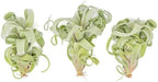 Air Plant Shop 3 Pack Tillandsia Curly Slim (T. Intermedia x T. Streptophylla) Air Plant - Succulents - Live Tillandsia - Easy Care Indoor and Outdoor House Plants by TheAirPlantShop