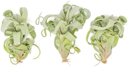 Air Plant Shop 3 Pack Tillandsia Curly Slim (T. Intermedia x T. Streptophylla) Air Plant - Succulents - Live Tillandsia - Easy Care Indoor and Outdoor House Plants by TheAirPlantShop