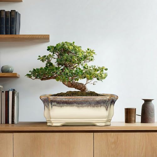 13.7 Inch Bonsai Planter - Ceramic Bonsai Tree Pots for Indoor Outdoor Plants, Succulent Pots with Drainage Hole, Large Plant Pot, Patio Decor, Gifts for Gardeners, Rectangular Beige-Brown - Image 7