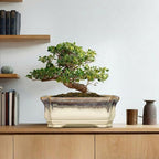 13.7 Inch Bonsai Planter - Ceramic Bonsai Tree Pots for Indoor Outdoor Plants, Succulent Pots with Drainage Hole, Large Plant Pot, Patio Decor, Gifts for Gardeners, Rectangular Beige-Brown - Image 7