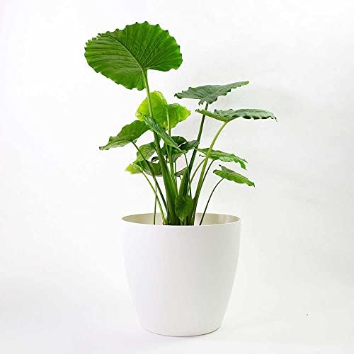 Memphis 18" Round Indoor Floor Planter Pot – Lightweight & Durable Plastic, Modern Design, Made in USA, Recyclable Large Plant Container for Home & Office Décor (White) by GreenlinePlanters