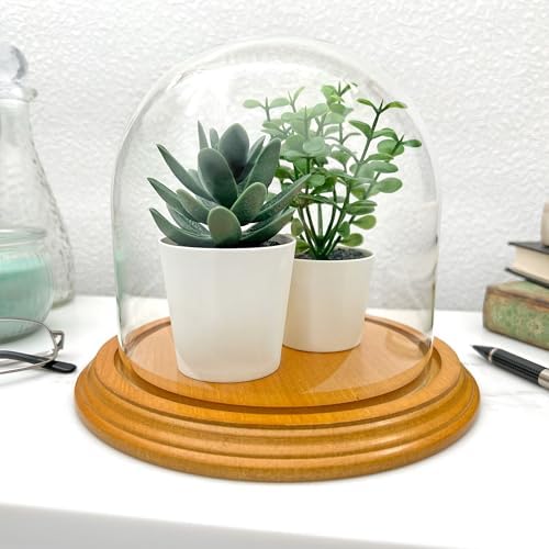 Plymor 5.5" x 5.5" Glass Display Dome Cloche (Oak Veneer Base) - Image 2