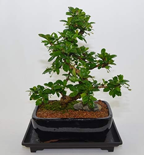 Fukien Tea, Flowers Constantly, 10 Years Old, S Trunk Style. Free Watering Tray. by Unknown