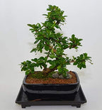 Fukien Tea, Flowers Constantly, 10 Years Old, S Trunk Style. Free Watering Tray. by Unknown