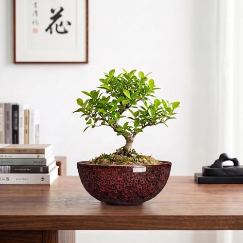 Bonsai Pots 8 Inch, Ceramic Succulent Pots, Red Leopard - Image 5