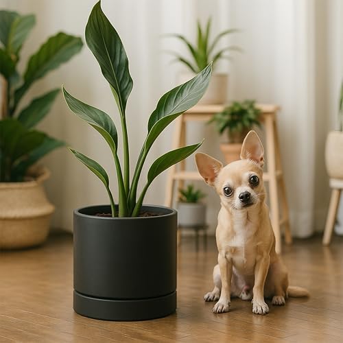 Phoenix Vine 6 Inch Planter Pot with Drainage Hole & Saucer, Deep Water Catch Tray, Straight Cylindrical Round Pot for Plants, Matte Black, Pack of 2, 23-C-S-2 - Image 3