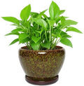 Ceramic Planter with Saucer (Speckled Green, 8.7 Inch) by Unknown