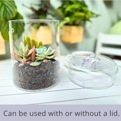 LaLaGreen Indoor Planter (6x9 Inch) Small Glass Terrarium Jar with Lid for Succulent Plants, Reptile Cactus Mini Fern Fairy Moss Tabletop Decoration Container Pot Kitchen Office Home Garden Decor - Image 6