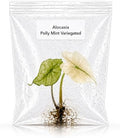 Rare Alocasia Polly Mint Variegated Tissue Culture Starter Plant, Live Plants for houseplant Collectors, Indoor Plants to Grow by Unknown