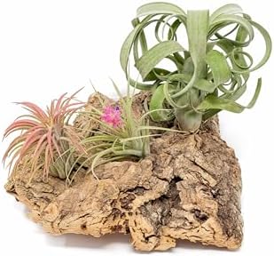 Air Plant Shop Medium Tabletop Cork Bark Display with 3 Tillandsia Air Plants - Wholesale and Bulk - Succulents - Live Tillandsia - Easy Care Indoor and Outdoor House Plants by TheAirPlantShop