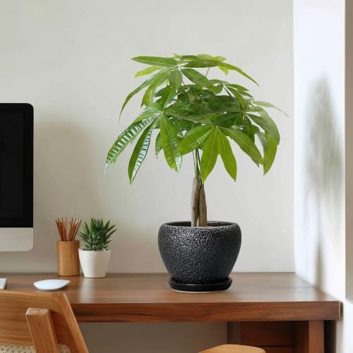 Ceramic Planter 6 Inch, Ceramic Plant Pots Indoor, Black - Image 7