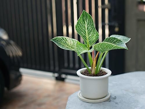 Gardenera Philodendron Potting Mix - Crafted for Superior Performance and Green Foliage - 10 QUARTS - Image 2