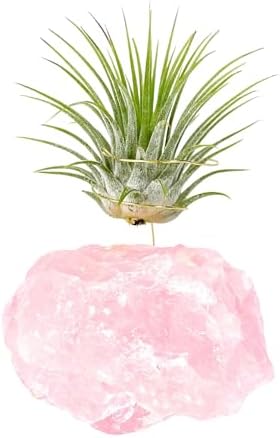 Pink Raw Rose Quartz Crystal Air Plant Holder Gift - Includes Live Healthy Tillandsia Plant Gift Box - Image 4