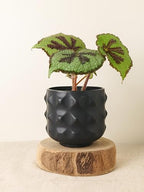 Generic Ceramic Plant Pots, Geometry Textured Flower Pots Indooe/Outdoor, Modern Planter for Home Decor,Office,Bookshelf,Living Room, 5'' H (Black) - Image 2