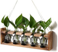 Plant Terrarium Propagation Stations Halloween Skull Planter Vase Skulls by YYHglass