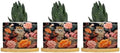 Animal Tiger Stripe Chinoiserie Planters Ceramic Orange and Coral Peony Flower Round Flower Pot with Drainage Holes and Bamboo Tray Pot for Home Office Decoration by BRUYU5SE