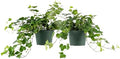 American Plant Exchange English Ivy – Live 6-Inch 2-Pack, Fast-Growing Air-Purifying Vine, Easy-Care Indoor & Outdoor Houseplant for Hanging Baskets, Walls & Home or Office Décor by AmericanPlantExchange