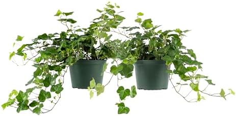 American Plant Exchange English Ivy – Live 6-Inch 2-Pack, Fast-Growing Air-Purifying Vine, Easy-Care Indoor & Outdoor Houseplant for Hanging Baskets, Walls & Home or Office Décor by AmericanPlantExchange
