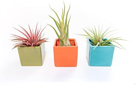 Air Plant Shop Color Cube Sets with Mixed Air Plants - Succulents - Live Tillandsia - Easy Care Indoor and Outdoor House Plants - Image 2