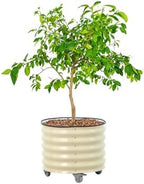 Rolling Metal Citrus Tree Planter Pot, 24″ Round Planter Box for Porch Patio & Backyard, 30 Gallon Large Planter Pot with Wheels for Growing Olive Trees Tomatoes Vegetables and Flowers, Pearl White by Unknown