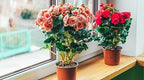 Premium Begonia Plant Soil Mix by Gardenera - Stimulate Growth and Elevate Flower Color with Nourishing Formula - 5 Quart - Image 2