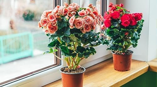 Gardenera Begonia Potting Mix - Unlock Robust Growth and Enchanting Blossoms with Our High-Performance Formula - 20 Quart - Image 2