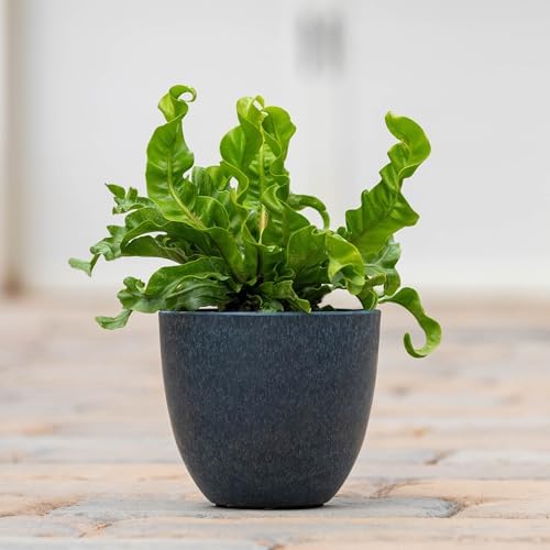 Root & Vessel Bola Round Planter, Self-Watering Outdoor & Indoor Planters, Shimmery Metallic Finish, Eco-Friendly Organic Fiber & Plastic Material, Navy Blue, 9" - Image 4