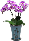 W&W Orchid Pot with Holes and Saucer for Repotting, 6 x 7 Inch, Teal by WWHomeDecor