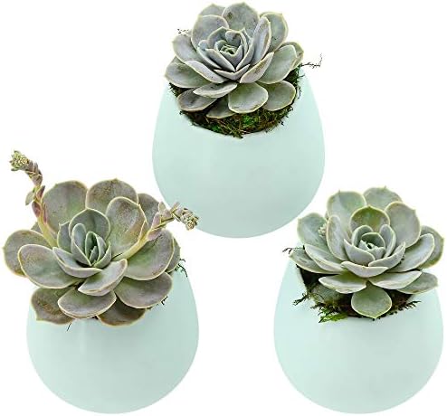 Arcadia Garden Products WP31 Small Round Wall Planter 3-Pack-Mint by ArcadiaGardenProducts