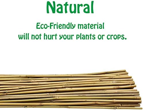 Mininfa Natural Bamboo Stakes 6 Feet, Eco-Friendly Garden Stakes, Plant Stakes Supports Climbing for Tomatoes, Trees, Beans, 20 Pack - Image 2