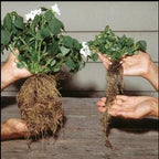 Helps Your Plants Grow Bigger Faster and Stronger 30lb Bucket - Image 4