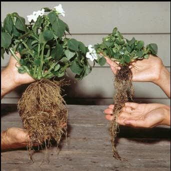 Plantfood Helps Your Plants Grow Bigger Faster and Stronger (2.5lb) - Image 6