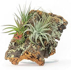Medium Natural Cork Bark DIY Kit with Four Assorted Air Plants, Glue and Hook - Live Tillandsia Succulent House Plant - Wholesale and Bulk - Home and Garden Decor - Easy Care Indoor and Outdoor Plants by TheAirPlantShop