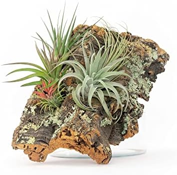 Medium Natural Cork Bark DIY Kit with Four Assorted Air Plants, Glue and Hook - Live Tillandsia Succulent House Plant - Wholesale and Bulk - Home and Garden Decor - Easy Care Indoor and Outdoor Plants by TheAirPlantShop