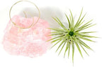 Pink Raw Rose Quartz Crystal Air Plant Holder Gift - Includes Live Healthy Tillandsia Plant Gift Box - Image 7