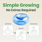 Glass Avocado Seed Vase for Growing – Hand-Blown Avocado Vase, Indoor Plant Vase and Avocado Planter Pot for Plant Growing (Light Blue) - Image 4