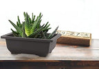 SEUNMUK 30 PCS 6.5 Inch Plastic Bonsai Training Pots, Thicken Rectangular Plastic Growing Pots, Flower Succulent Pots Container, Bonsai Plants Growing Pot for Home, Office, Balcony, Garden and Yard - Image 7