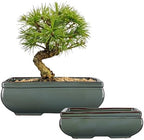 Set of 2 Large Bonsai Pots with with Drainage Hole, 9.8"&7.4" Green Glazed by VillaComo