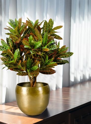 Serene Spaces Living Brass-Look Aluminum Cachepot: Handcrafted in India, Elegant Wedding & Home Decor, Vintage Planter for Indoor Plants, Flowers, Table Centerpieces, Small, 13" Diameter & 10.5" Tall - Image 2