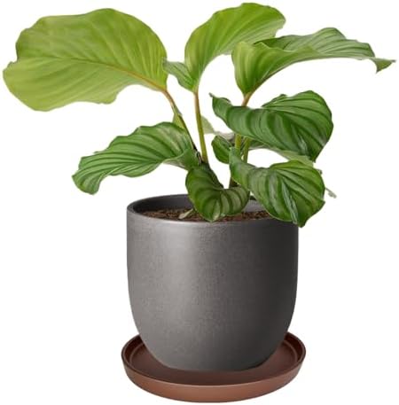 Yukfona Ceramic Plant Saucer Tray 1 Pcs 12 Inch Brown, 12.5" OD x11.9 ID x1.6 Deep| Fits Flower pots Bottom≤ 11.9", Heavy Duty Glazed Round Planter Drip with Catch Basin for Indoor Outdoor Plants - Image 6