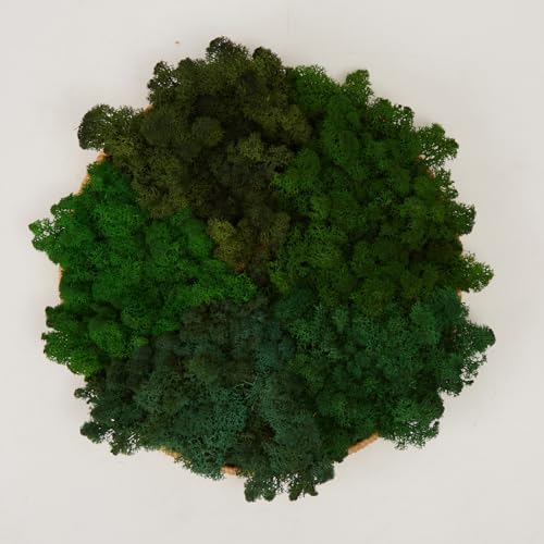 Preserved Reindeer Moss Natural Green DIY Kit Gardenning Art Wall Decor Florist Decor Easter Table Decor Wedding by %E7%8E%B0%E5%9C%A8%E8%B4%AD%E4%B9%B0