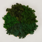 Preserved Reindeer Moss Natural Green DIY Kit Gardenning Art Wall Decor Florist Decor Easter Table Decor Wedding by %E7%8E%B0%E5%9C%A8%E8%B4%AD%E4%B9%B0