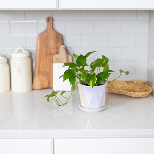 Coco Andrea Ceramic Pots for Plants, 5-Inch Iridescent White, 2-Piece Large - Image 7