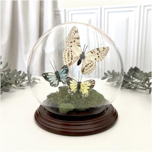 Plymor 5" x 6" Glass Display Dome Globe Cloche (Dark Mahogany Veneer Base), Pack of 2 - Image 2